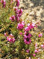 Bruyere couleur de chair - Erica herbacea - Erica Carnea (cv Aurea) (fam Ericacees) (03) (Photo F. Mrugala)